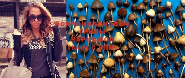 молекула духа Богданович