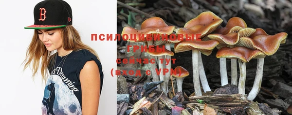 молекула духа Богданович